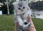 Wanda - British Shorthair Kitten For Sale - Jacksonville, FL, US