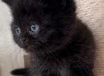 Wonka - British Shorthair Kitten For Sale - Jacksonville, FL, US