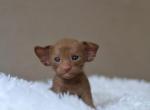 Cinnamon - Oriental Kitten For Sale - Norwalk, CT, US