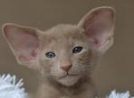 Fawn - Oriental Kitten For Sale - Norwalk, CT, US