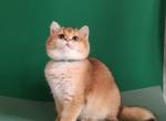 Polina - British Shorthair Cat For Sale - Hollywood, FL, US