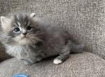 Boy Siberian Social Cuddly Blue Silver with White - Siberian Kitten For Sale - Old Bridge, NJ, US