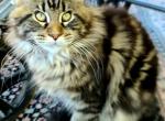 Holly - Maine Coon Kitten For Sale - Riegelsville, PA, US