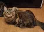 Stunning Maine coon female - Maine Coon Cat For Sale - Phillipsburg, NJ, US