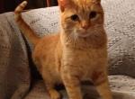 Butter Ball - Domestic Cat For Sale - MO, US