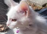 WHITE with ODD EYES Pink collar - Maine Coon Kitten For Sale - FL, US