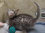 Egyptian Mau silver boy - Egyptian Mau Cat For Sale - Franklin, NC, US