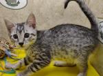 Egyptian Mau Silver males - Egyptian Mau Kitten For Sale - 