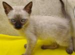 Snow F6SBT Savannah boy - Savannah Kitten For Sale - Franklin, NC, US