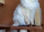 Charles - Balinese Kitten For Sale - Brooklyn, NY, US