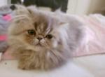 CFA Persian Female - Persian Cat For Sale - Greenwood, SC, US