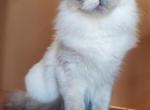 Delilah - Balinese Cat For Sale - Brooklyn, NY, US