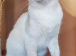 Shiloh - Balinese Kitten For Sale - Brooklyn, NY, US