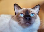 Waldo - Balinese Cat For Sale - Brooklyn, NY, US