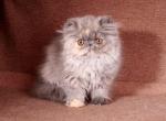 Malvina - Persian Cat For Sale - Hollywood, FL, US