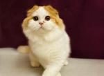 Oskar_ - Scottish Fold Cat For Sale - Hollywood, FL, US