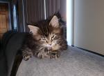 Poly female maine coon - Maine Coon Kitten For Sale - Phillipsburg, NJ, US