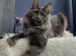 Western - Maine Coon Cat For Sale - Miami, FL, US