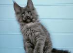 Xtrail - Maine Coon Cat For Sale - Miami, FL, US