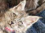 Persephone - Maine Coon Kitten For Sale - Seattle, WA, US