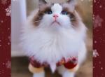 Beni - Ragdoll Kitten For Sale - Ontario, CA, US