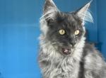Ragnar - Maine Coon Kitten For Sale - Picayune, MS, US