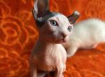 Mark - Sphynx Kitten For Sale - Brooklyn, NY, US