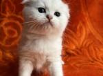 Puh - Scottish Fold Kitten For Sale - Brooklyn, NY, US