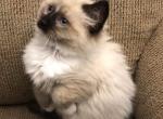 Ragdoll Female Snowshoe Mitted Sweet Love - Ragdoll Kitten For Sale - Burlington, WI, US