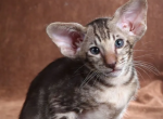 Elvin - Oriental Kitten For Sale - Memphis, TN, US
