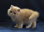 Gerda - Exotic Kitten For Sale - Memphis, TN, US