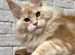 Wonder - Maine Coon Cat For Sale - Boston, MA, US