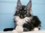 X'Sola - Maine Coon Kitten For Sale - Hollywood, FL, US