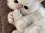 Kingsley Angel - Persian Kitten For Sale - Beverly Hills, CA, US