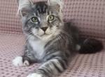 Tantau - Maine Coon Kitten For Sale - Miami, FL, US