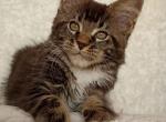 Tourmaline - Maine Coon Cat For Sale - Hollywood, FL, US