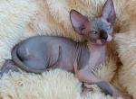 Alicia - Sphynx Kitten For Sale - Pembroke Pines, FL, US