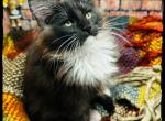 Boots Reserved - Maine Coon Cat For Sale - Wisconsin Rapids, WI, US