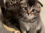 Tomy - Scottish Fold Kitten For Sale - Brooklyn, NY, US