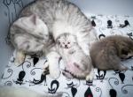 British Shorthair Reservation - British Shorthair Kitten For Sale - FL, US