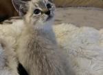 Ragdoll baby for sale - Ragdoll Kitten For Sale - Kissimmee, FL, US