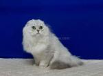 Longhair boy Donald scottish fold silver shaded - Scottish Fold Cat For Sale - Houston, TX, US