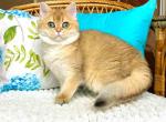 Lami ny 11 girl golden shaded british shorthair - British Shorthair Kitten For Sale - Houston, TX, US