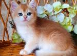 Olaf ny 12 black golden shell british shorthair - British Shorthair Kitten For Sale - Houston, TX, US