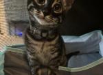 Raven - Bengal Kitten For Sale - Carrollton, TX, US