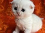 Katy - Scottish Fold Kitten For Sale - Brooklyn, NY, US