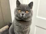 Ginger - British Shorthair Cat For Sale - WA, US