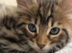 Toyger 5 babies - Toyger Kitten For Sale - Georgetown, TX, US