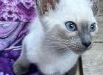 Taley - Siamese Kitten For Sale - Philadelphia, PA, US