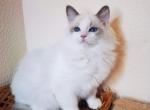 Romeo sweet and cuddly boy - Ragdoll Kitten For Sale - New York, NY, US